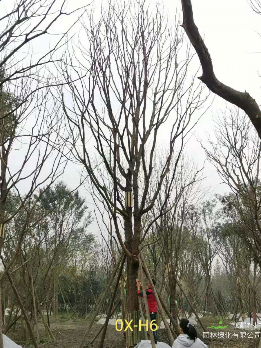 2020年26-52公分的精品黄连木怎么样？