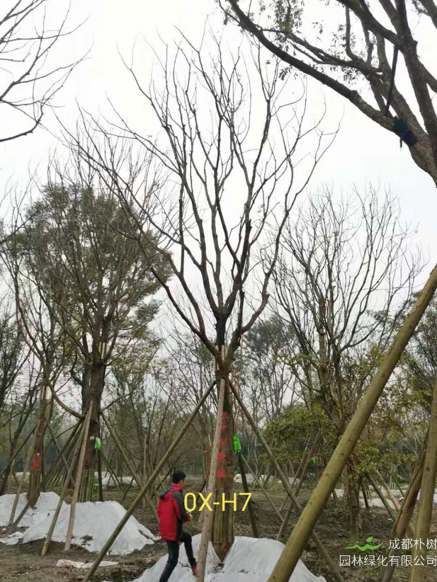 2020年26-52公分的精品黄连木怎么样？