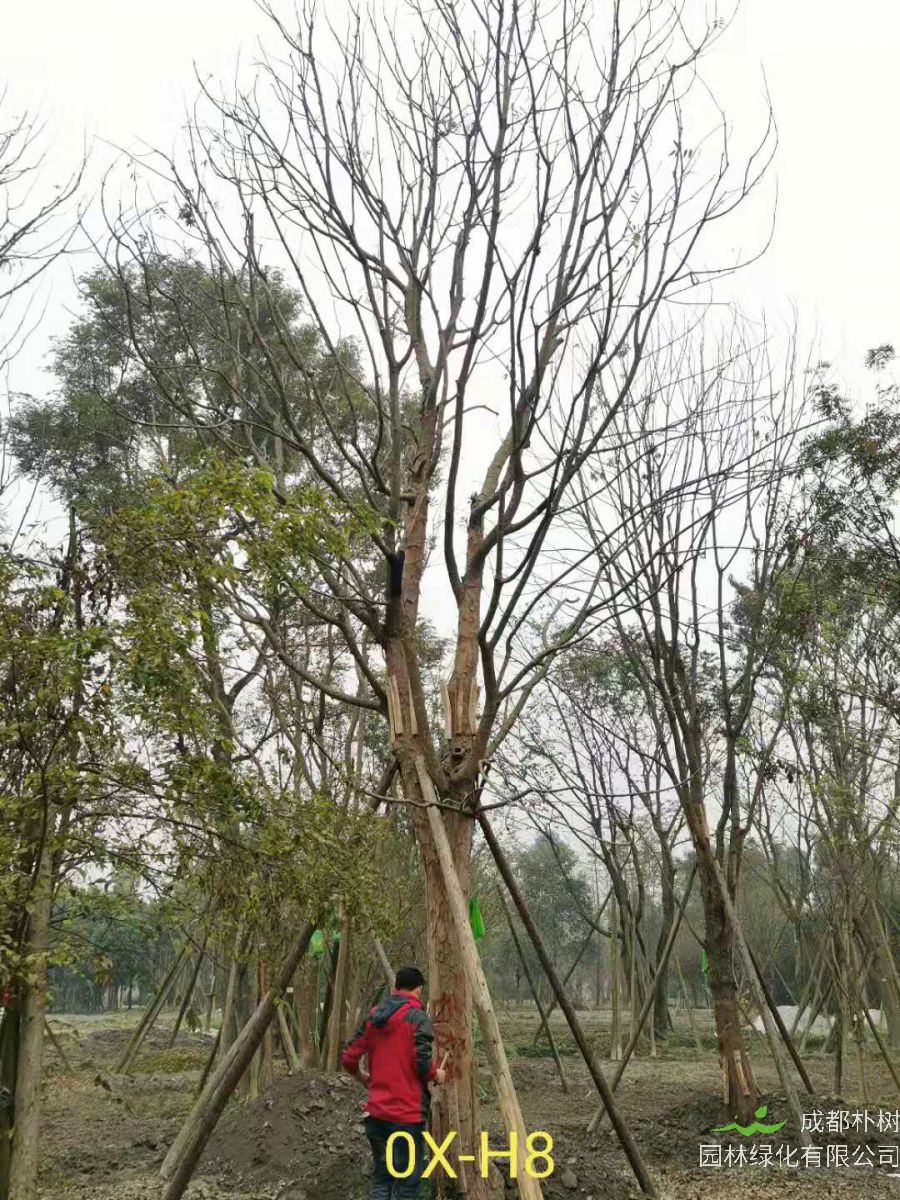 2020年26-52公分的精品黄连木怎么样？