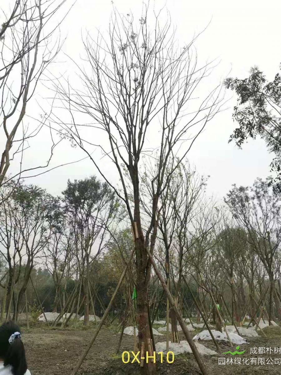 2020年26-52公分的精品黄连木怎么样？