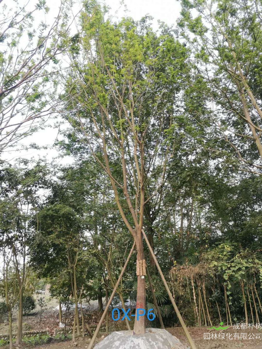 四川省-江油市28公分精品朴树价格详情-价格趋势