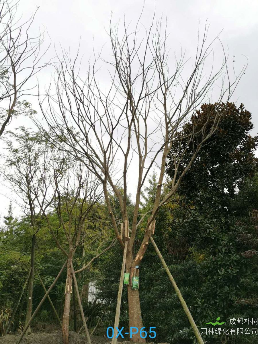 2020年29-30公分朴树价格详情是怎么样的？