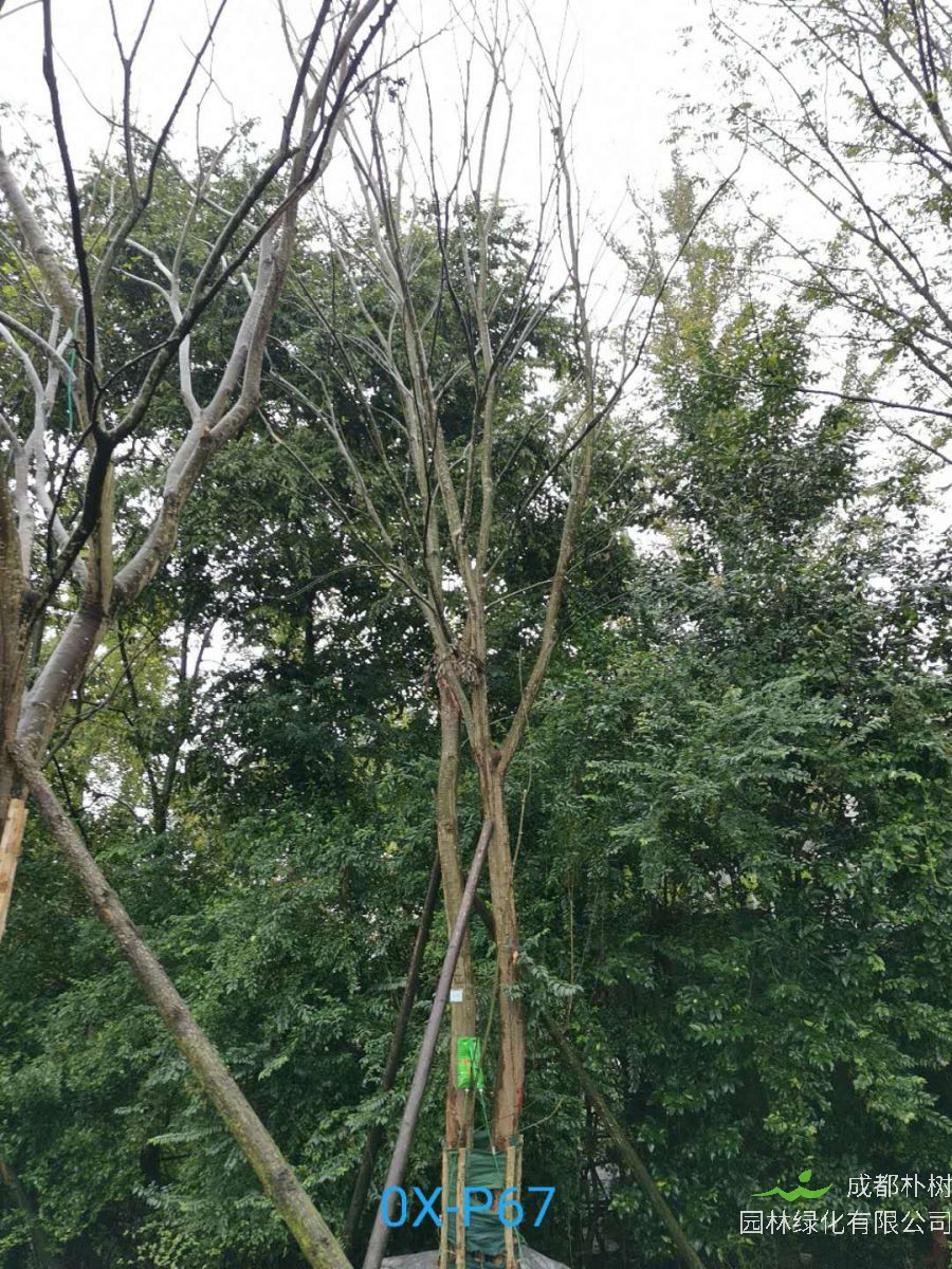 2020年29-30公分朴树价格详情是怎么样的？