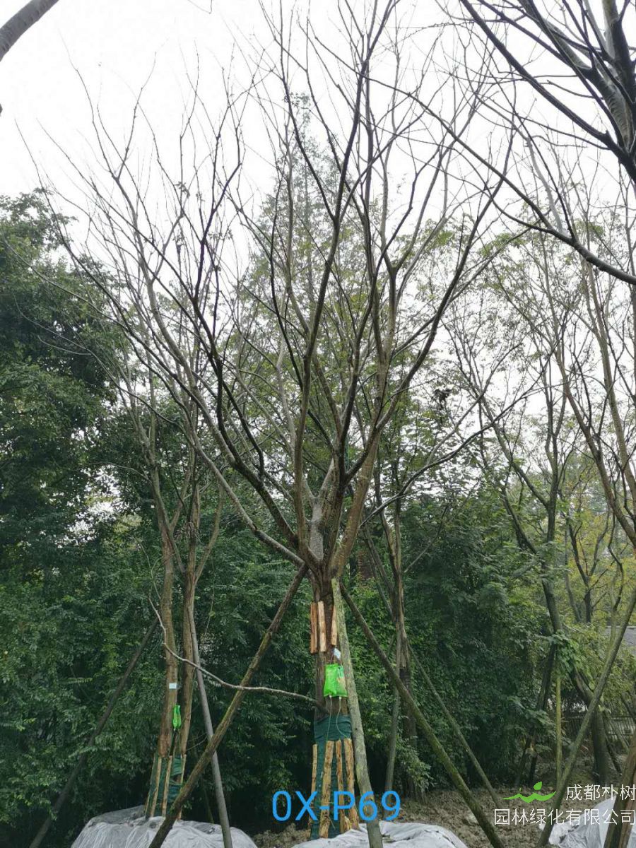 2020年29-30公分朴树价格详情是怎么样的？