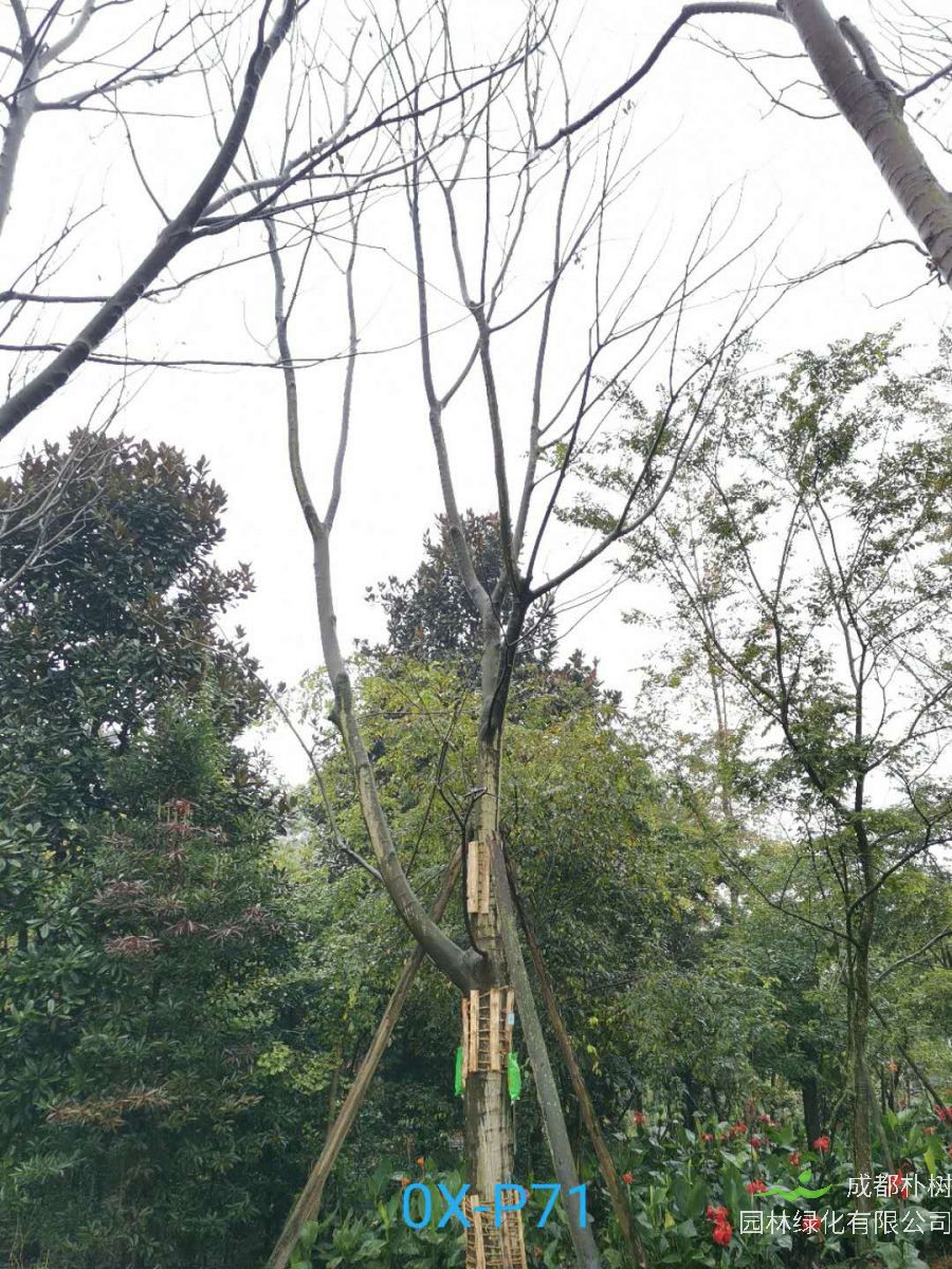 四川省-江油市28公分精品朴树价格详情-价格趋势