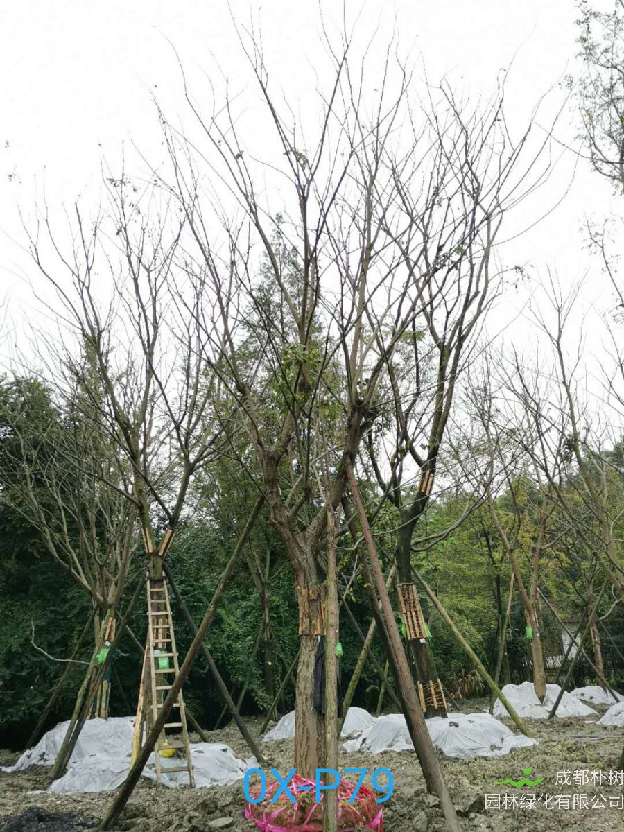 2020年29-30公分朴树价格详情是怎么样的？