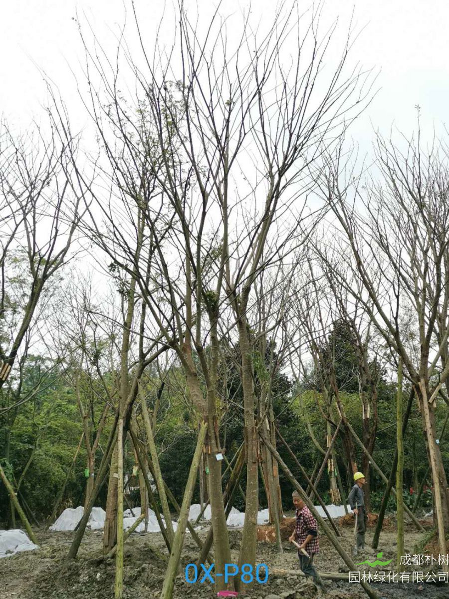 2020年29-30公分朴树价格详情是怎么样的？