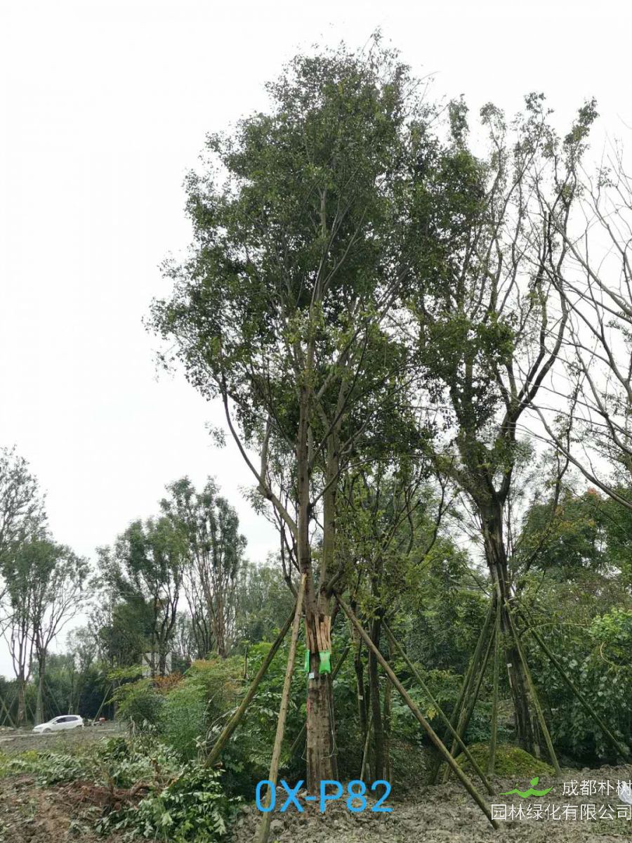 2020年29-30公分朴树价格详情是怎么样的？