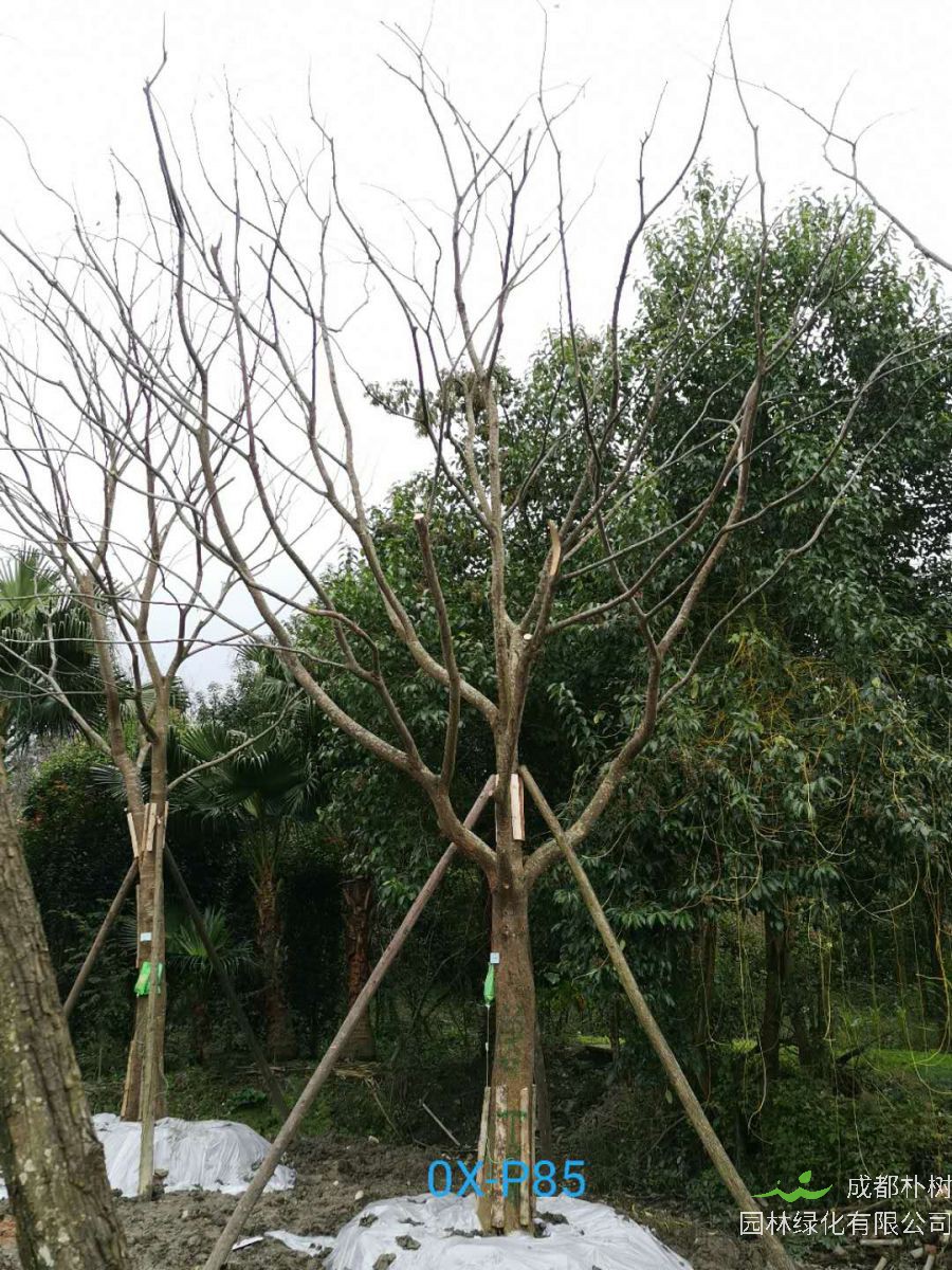 四川省-江油市28公分精品朴树价格详情-价格趋势
