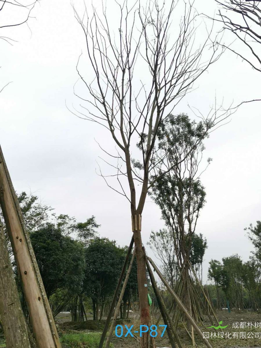 2020年29-30公分朴树价格详情是怎么样的？