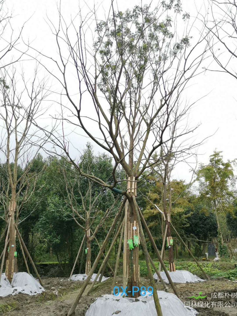 2020年29-30公分朴树价格详情是怎么样的？