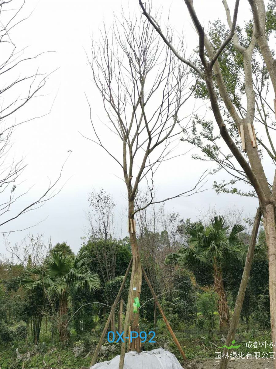 2020年29-30公分朴树价格详情是怎么样的？