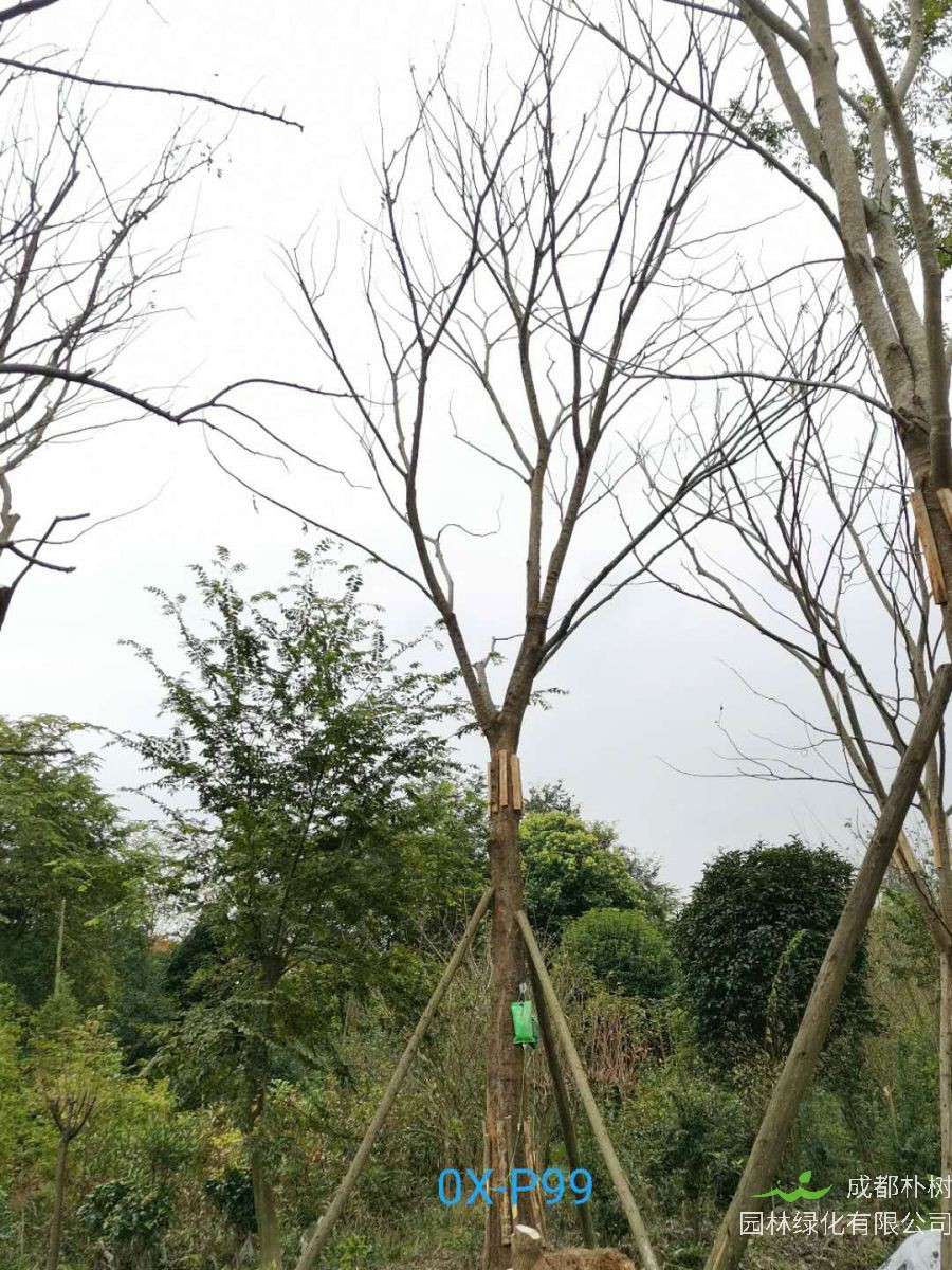 四川省-江油市28公分精品朴树价格详情-价格趋势