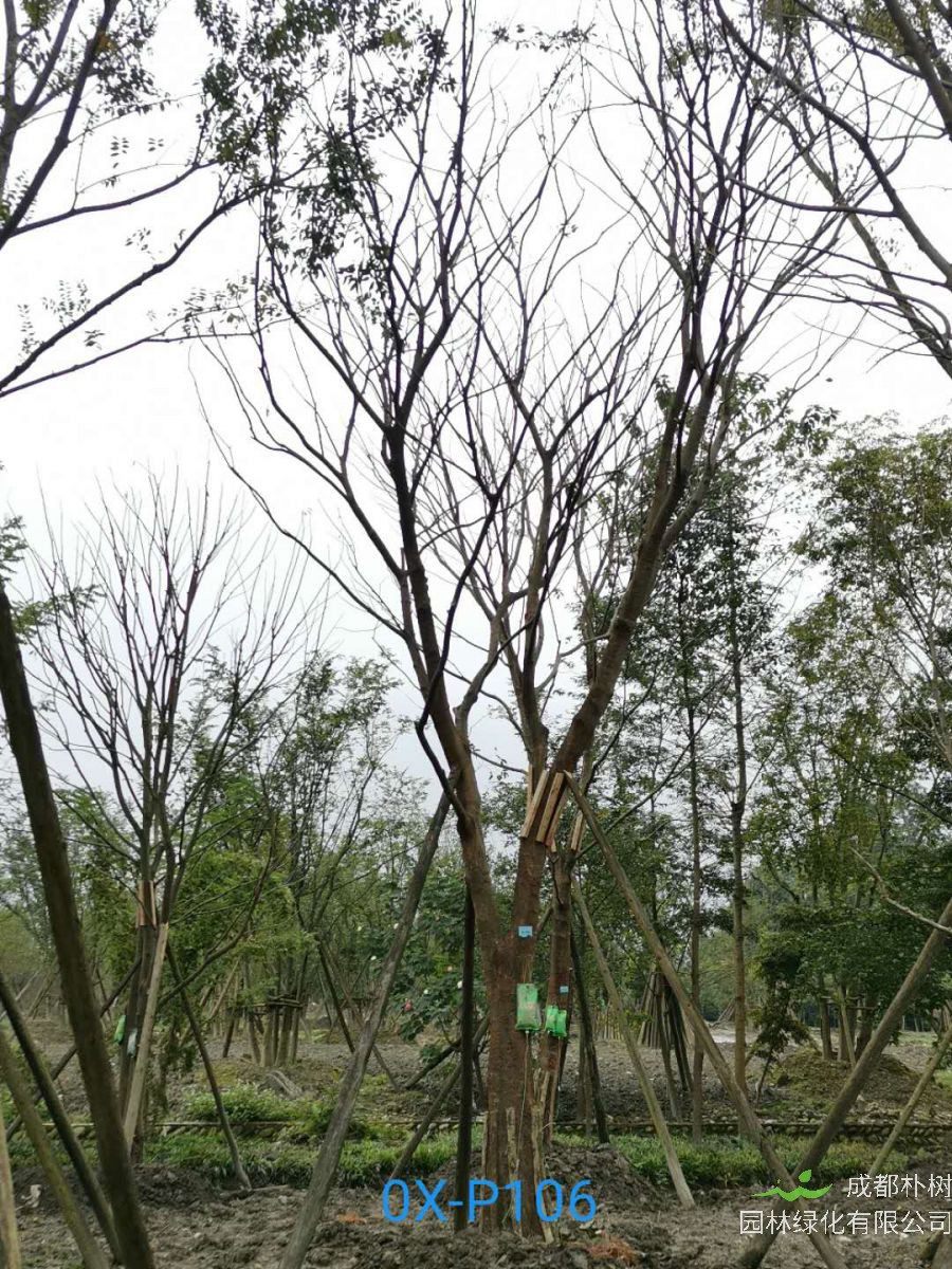 2020年29-30公分朴树价格详情是怎么样的？