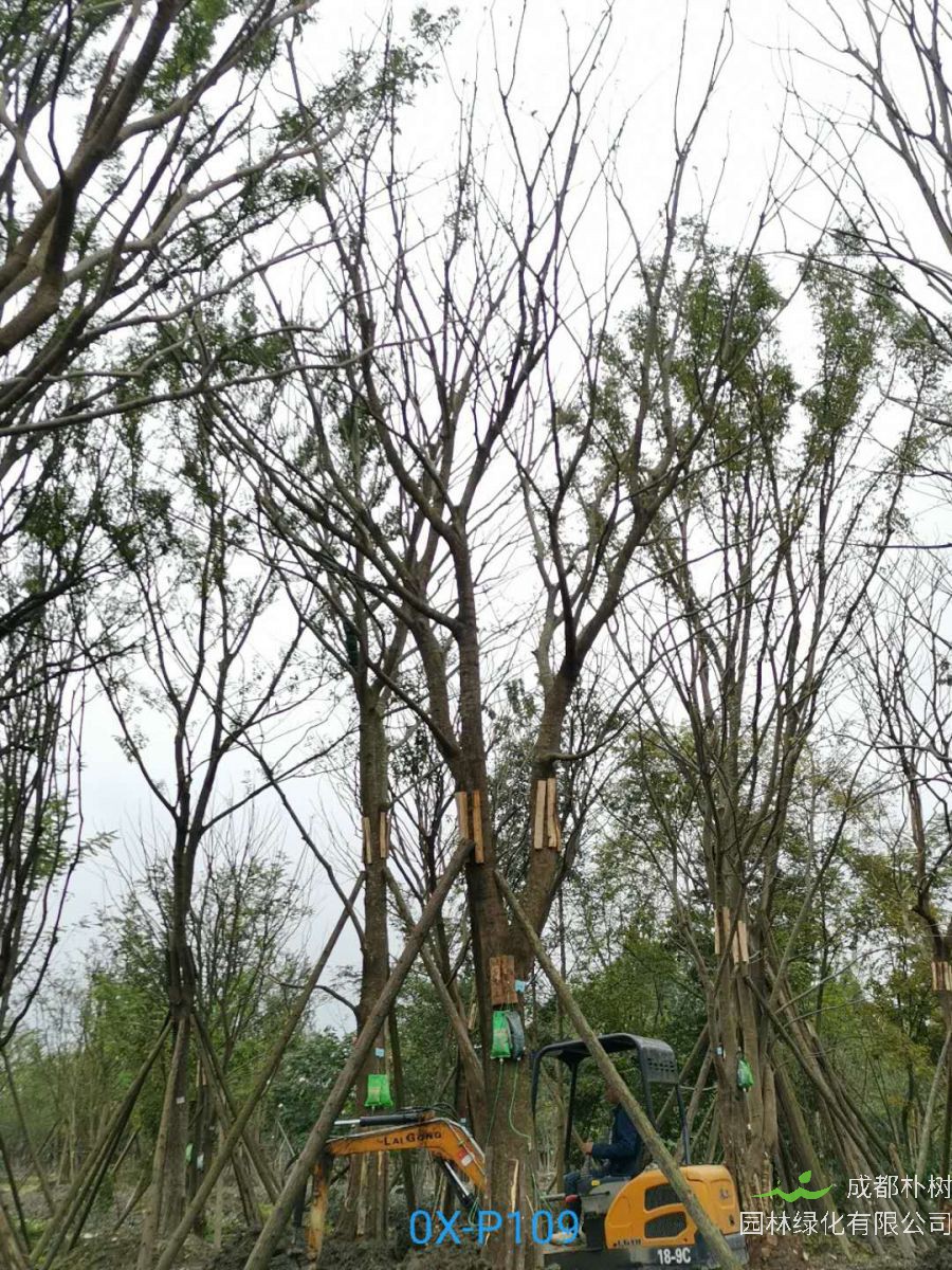 2020年29-30公分朴树价格详情是怎么样的？