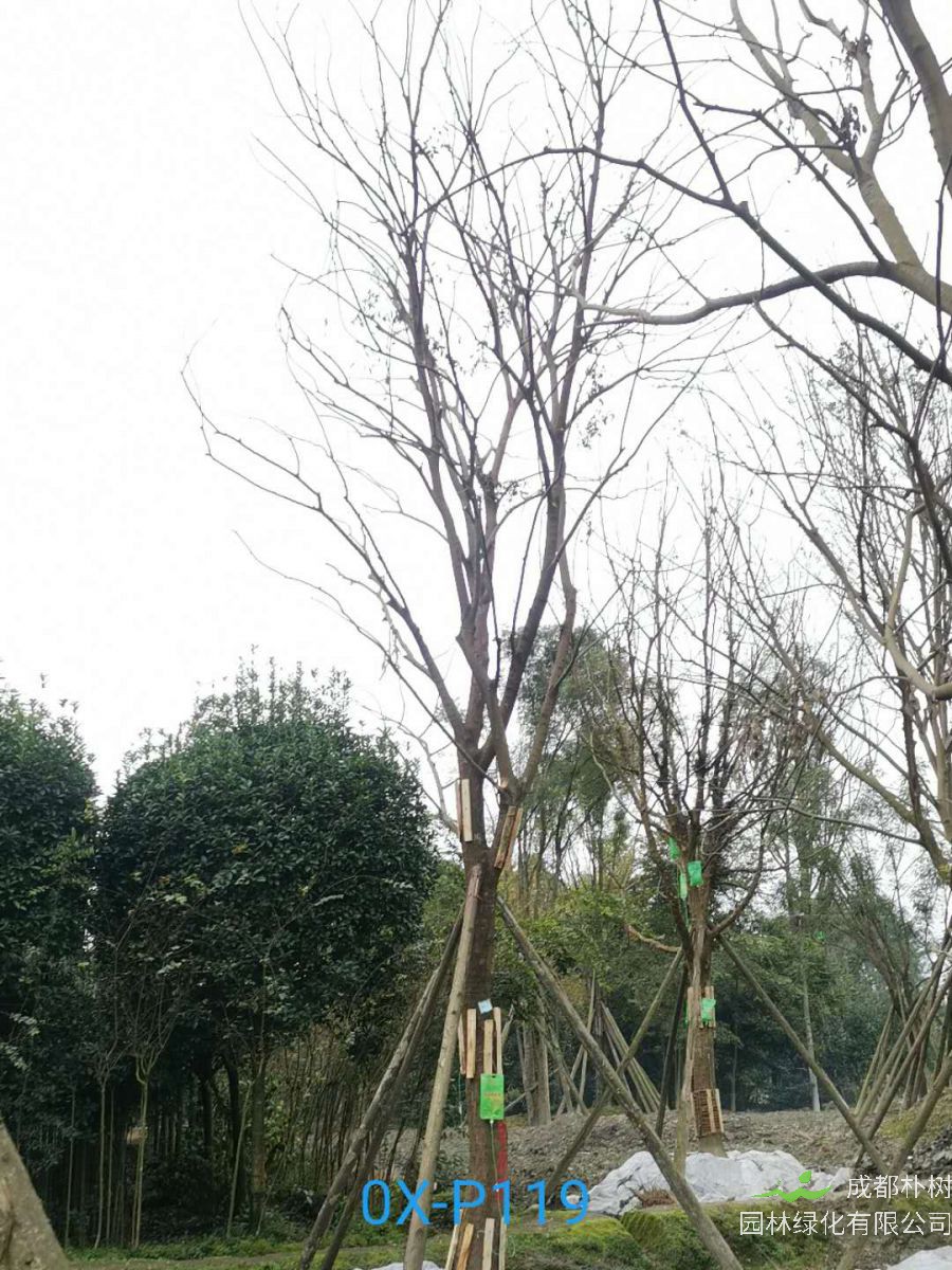  四川省-江油市28公分精品朴树价格详情-价格趋势