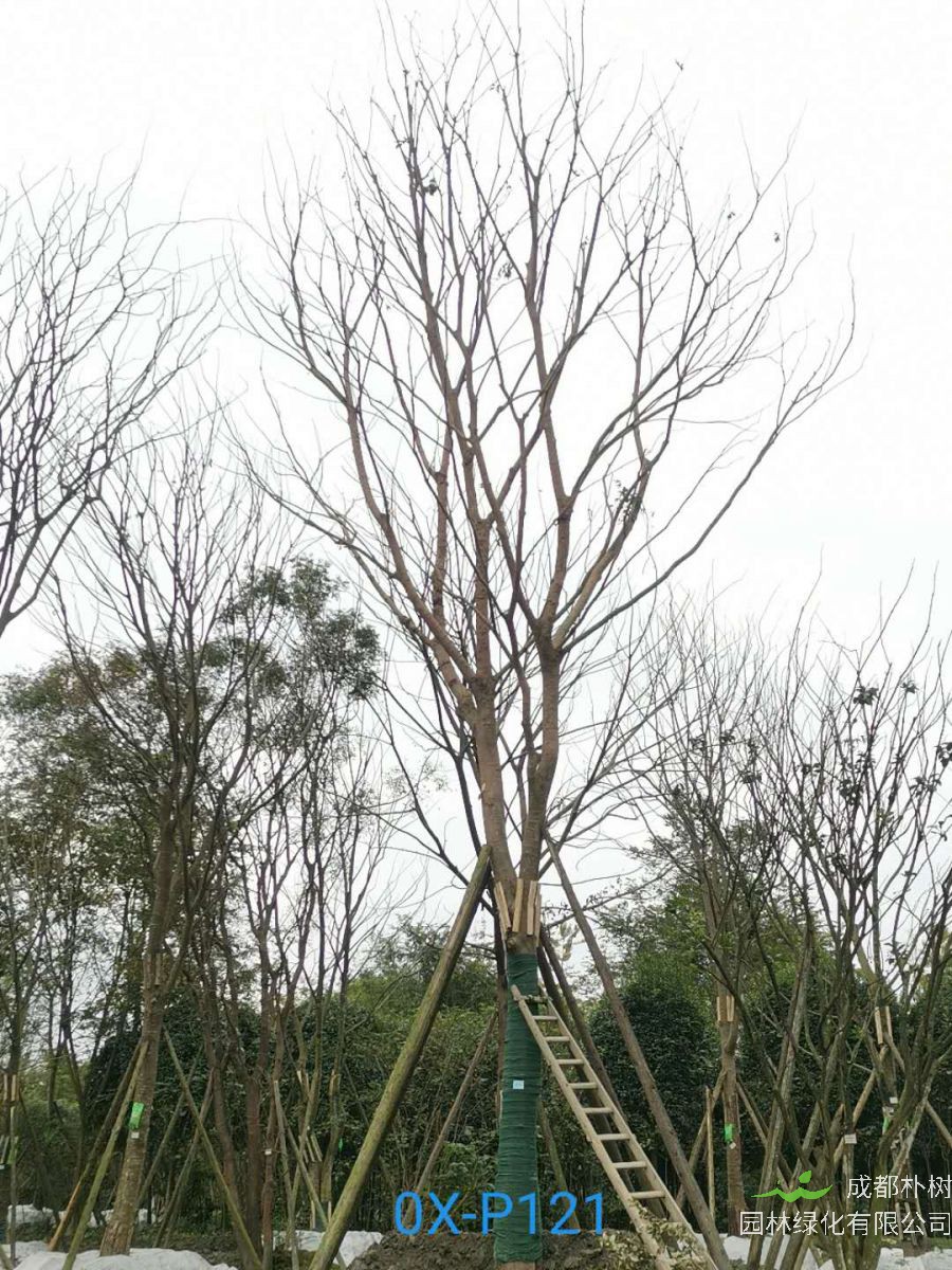 2020年29-30公分朴树价格详情是怎么样的？