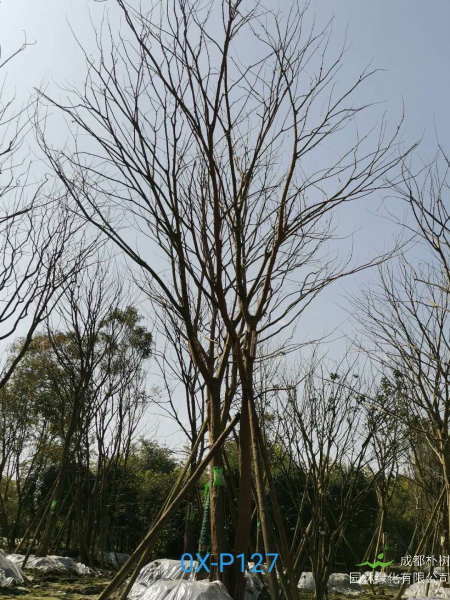 2020年29-30公分朴树价格详情是怎么样的？