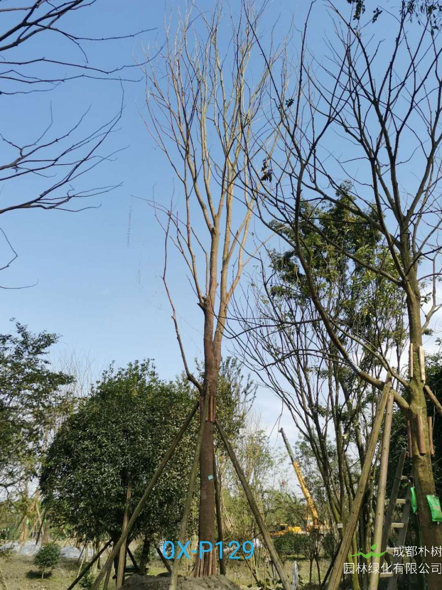 2020年29-30公分朴树价格详情是怎么样的？