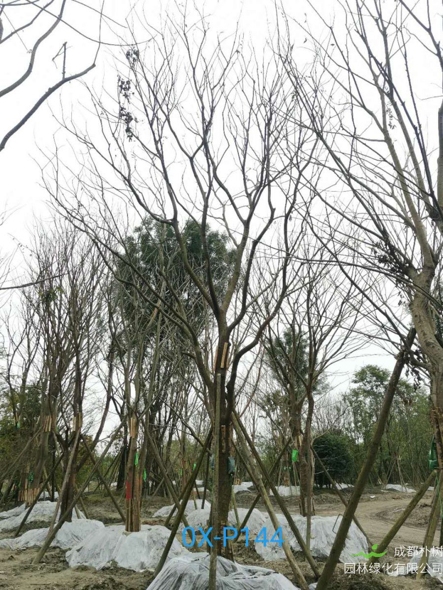 2020年29-30公分朴树价格详情是怎么样的？