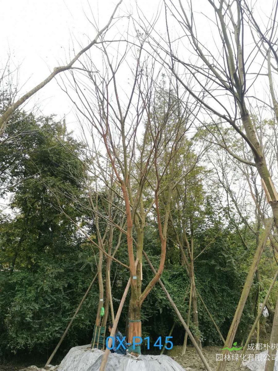 2020年29-30公分朴树价格详情是怎么样的？