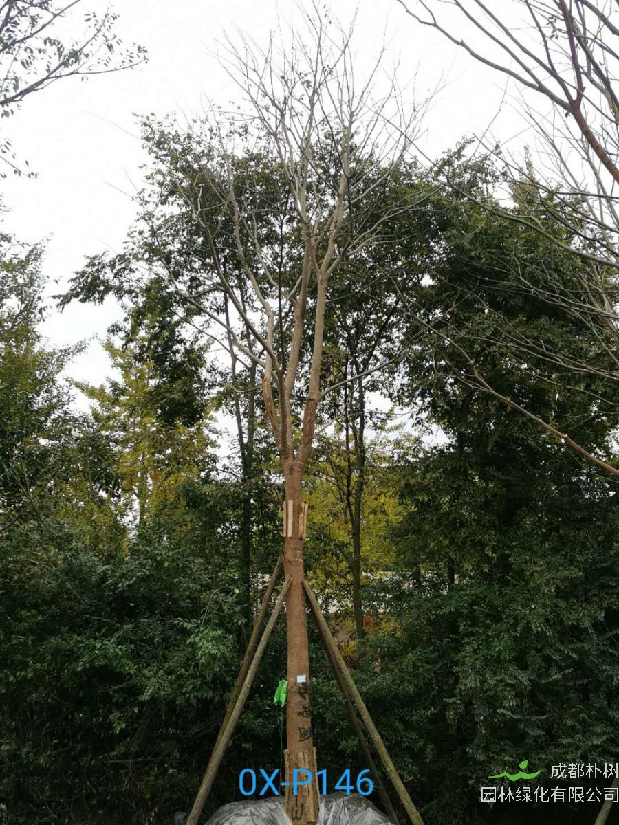 2020年29-30公分朴树价格详情是怎么样的？