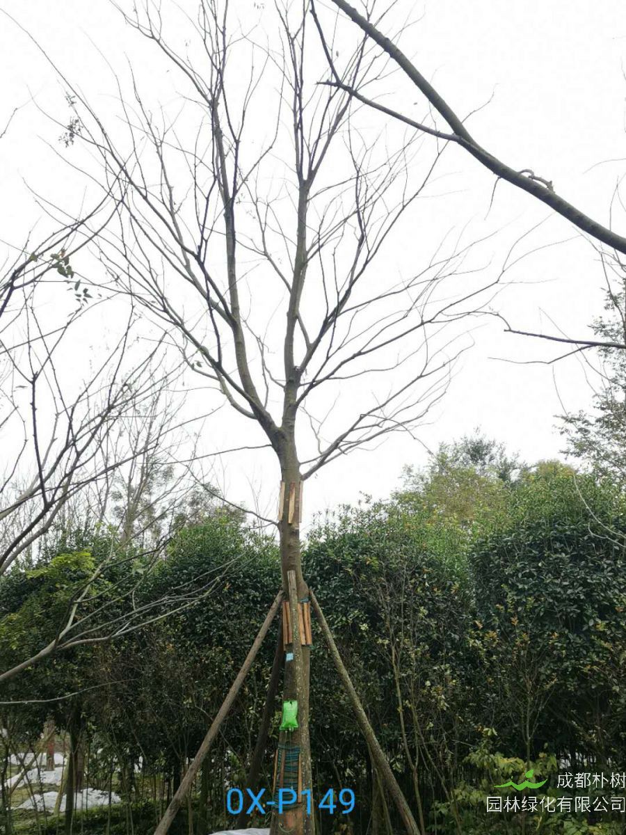  2020年29-30公分朴树价格详情是怎么样的？