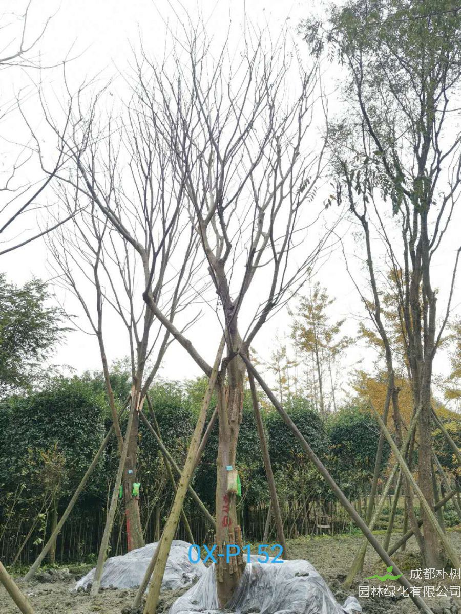 2020年29-30公分朴树价格详情是怎么样的？