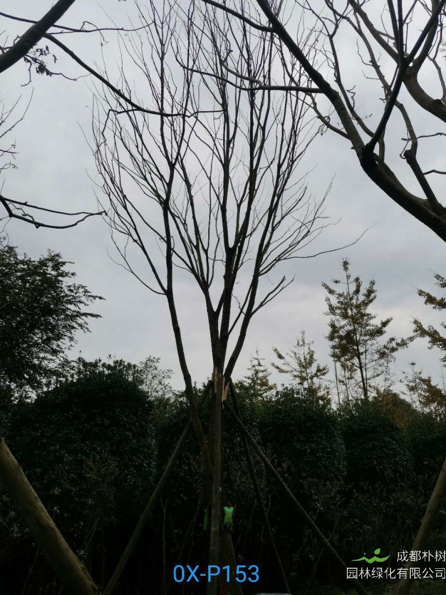 2020年29-30公分朴树价格详情是怎么样的？