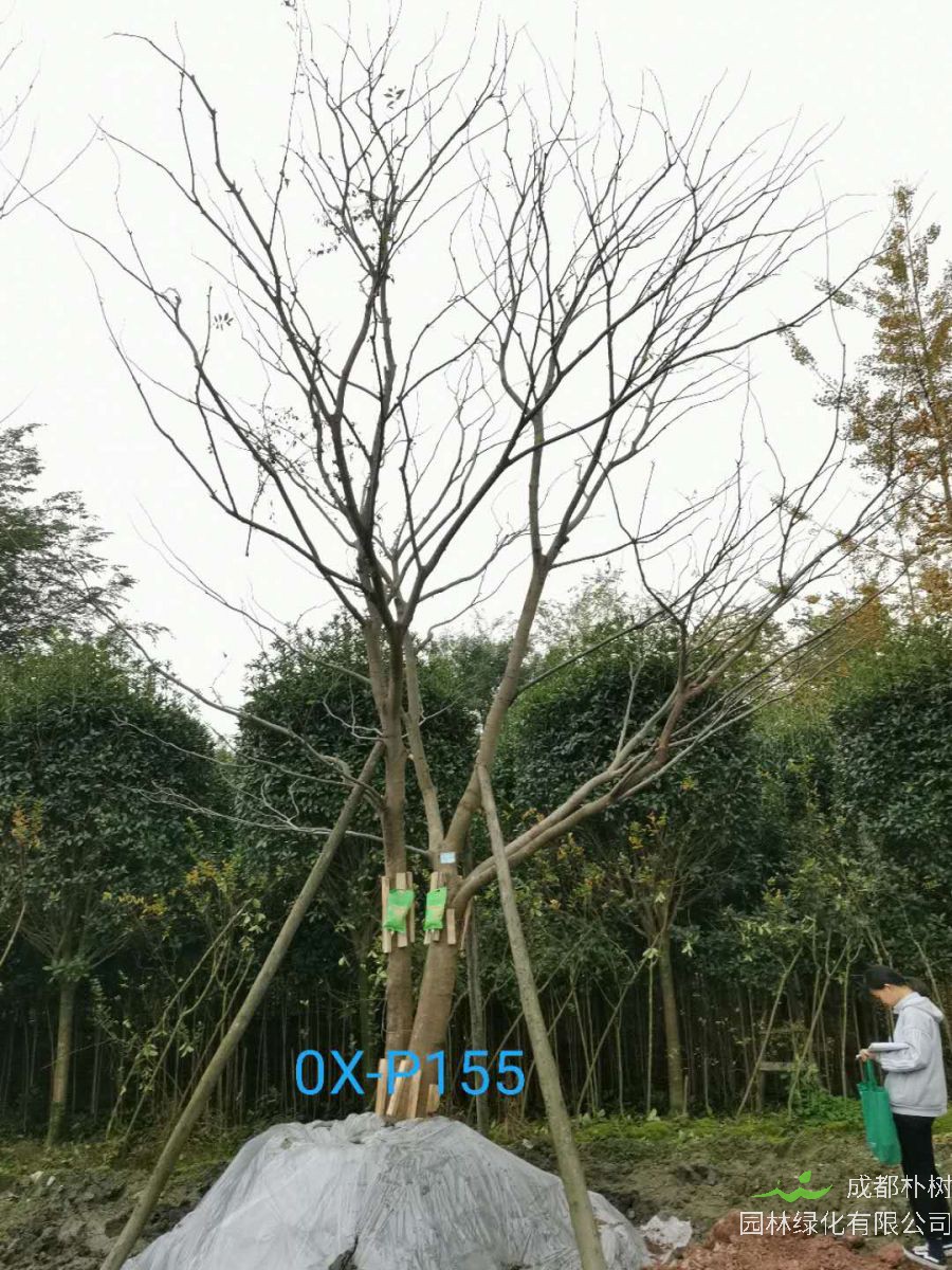 四川省-江油市28公分精品朴树价格详情-价格趋势