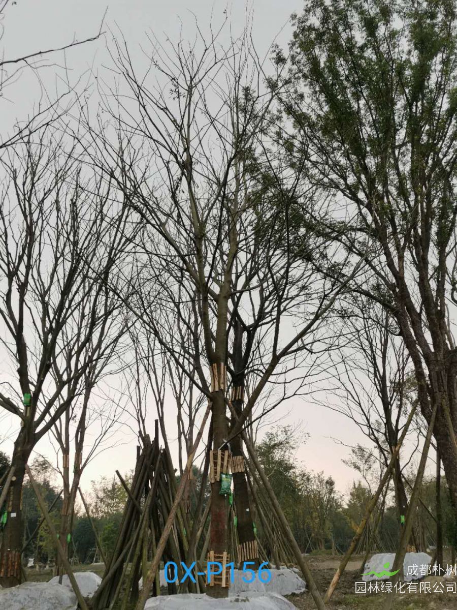 2020年29-30公分朴树价格详情是怎么样的？