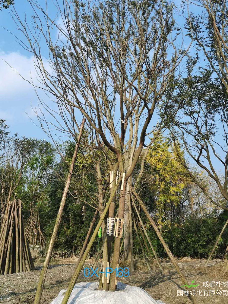 2020年四川省49-73公分精品丛生朴树价格怎么样？