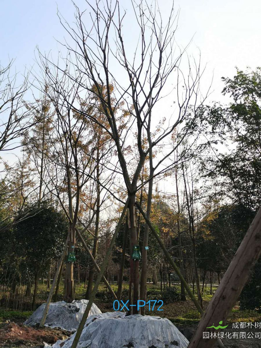 2020年29-30公分朴树价格详情是怎么样的？