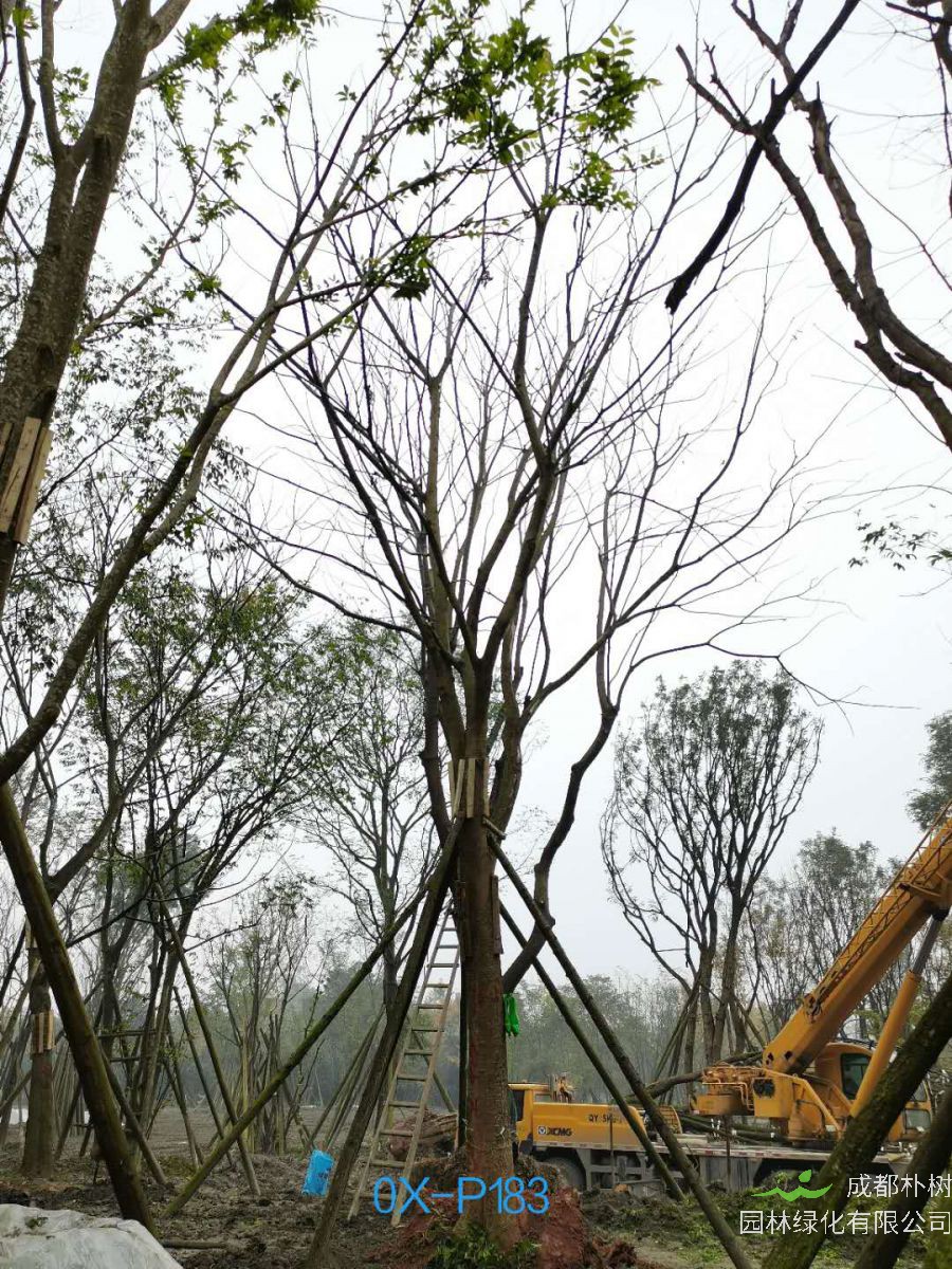 2020年29-30公分朴树价格详情是怎么样的？