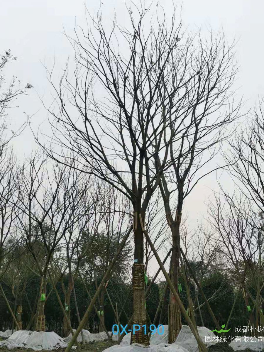 四川省-江油市28公分精品朴树价格详情-价格趋势