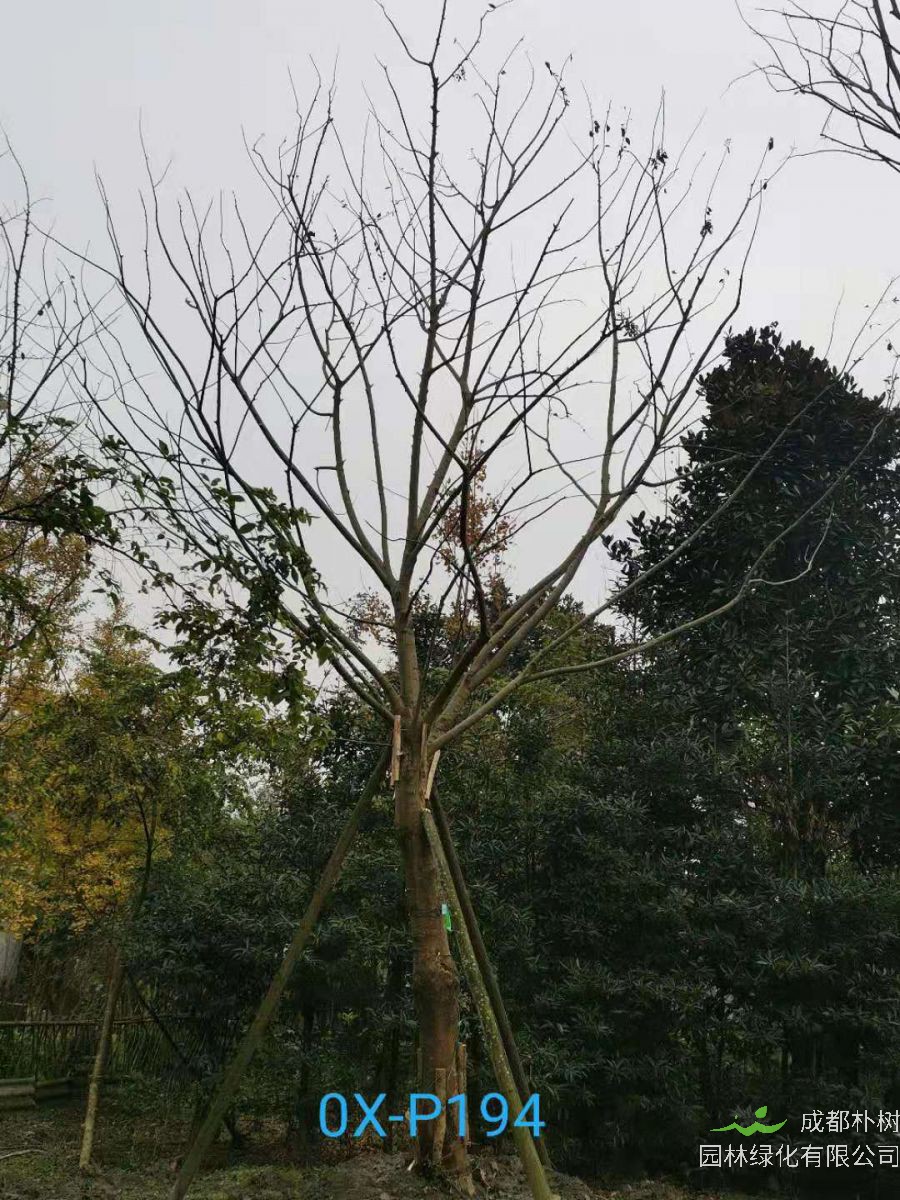 四川省-江油市28公分精品朴树价格详情-价格趋势