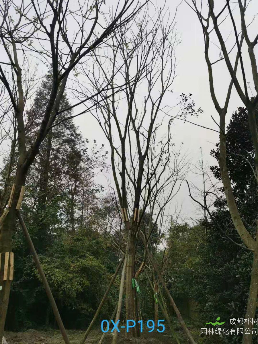 2020年29-30公分朴树价格详情是怎么样的？