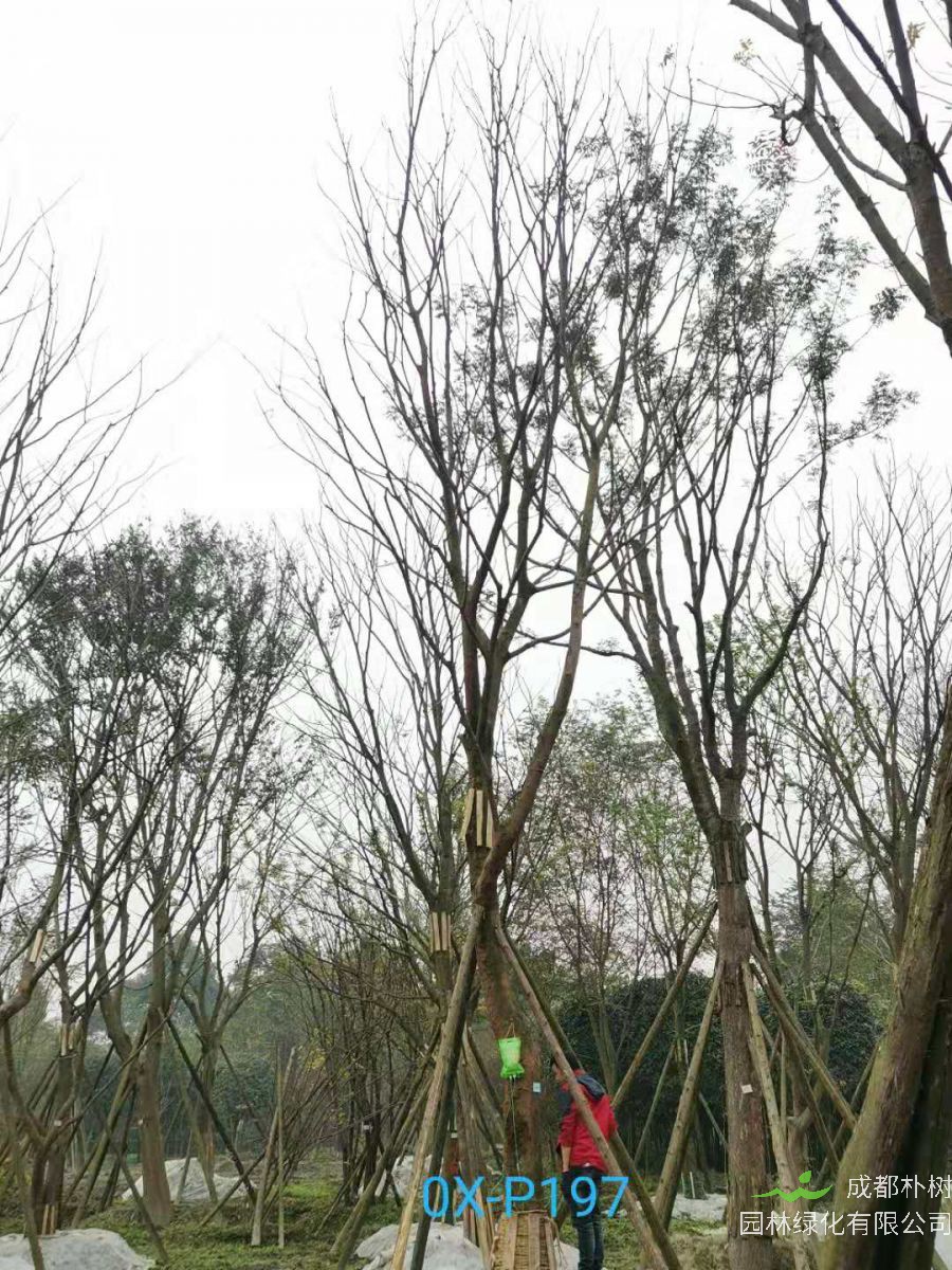 2020年29-30公分朴树价格详情是怎么样的？