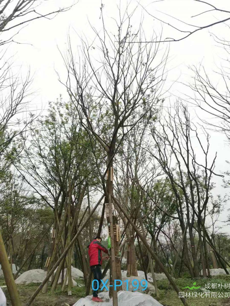 2020年29-30公分朴树价格详情是怎么样的？