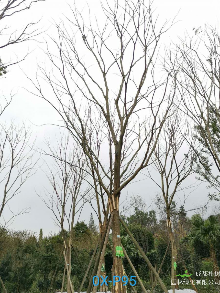 2020年29-30公分朴树价格详情是怎么样的？