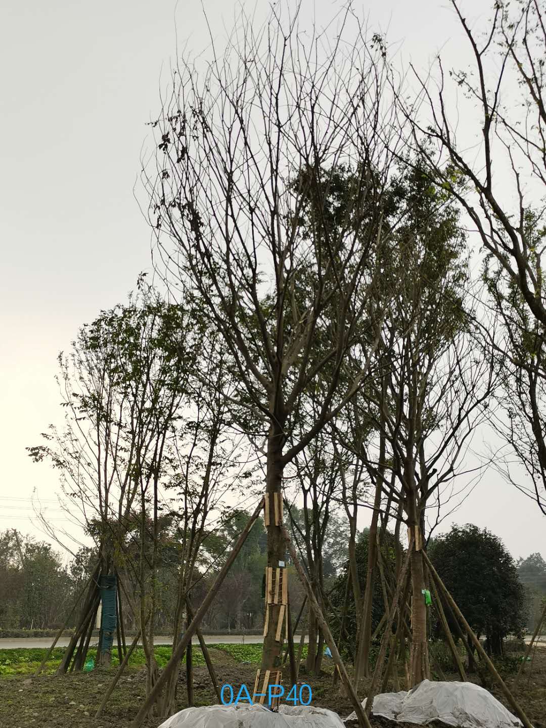 四川省-江油市28公分精品朴树价格详情-价格趋势