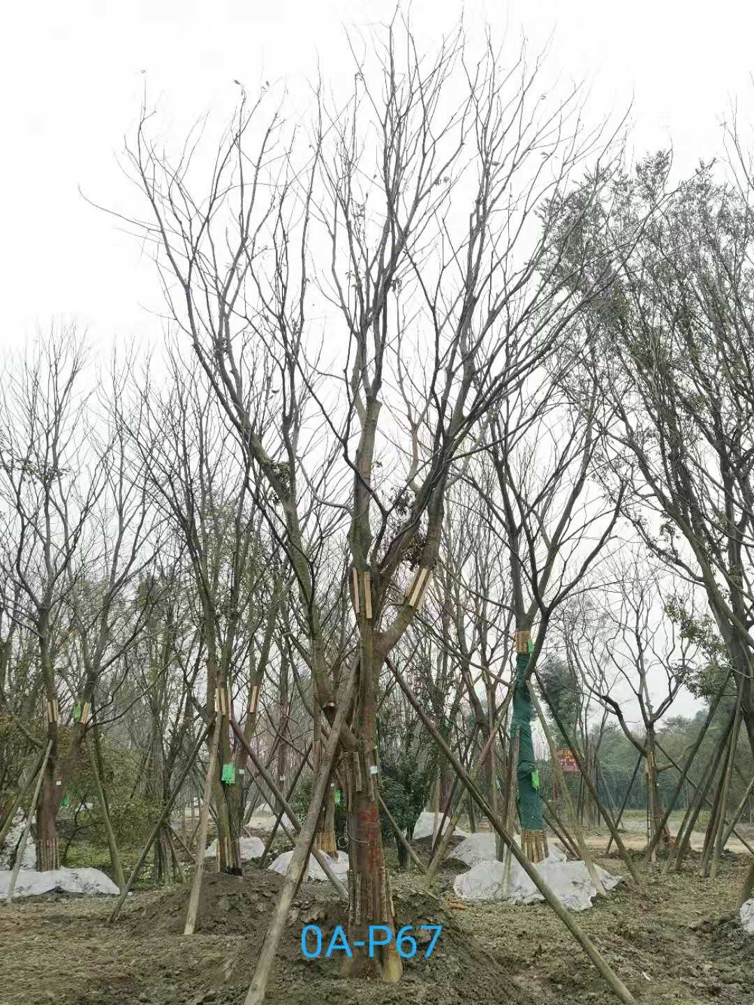 2020年29-30公分朴树价格详情是怎么样的？