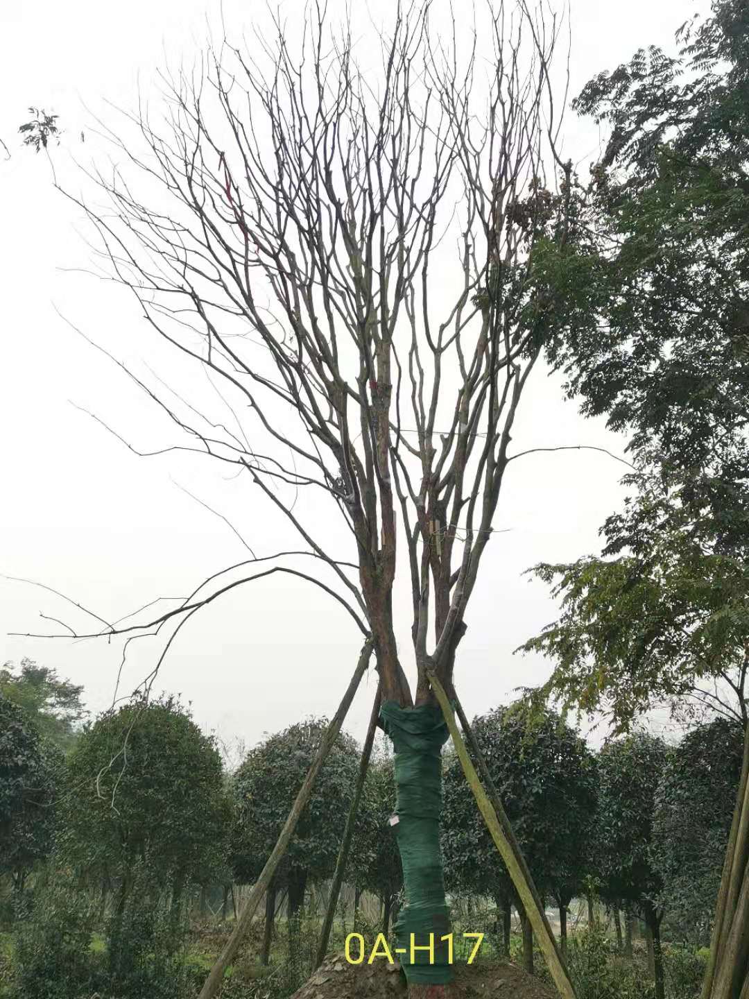 2020年26-52公分的精品黄连木怎么样？