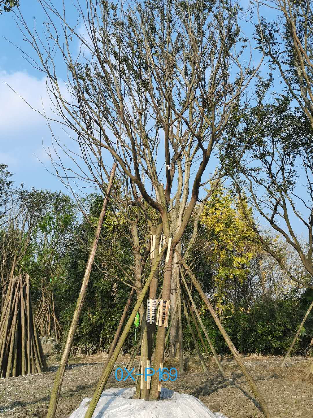 2020年四川省49-73公分精品丛生朴树价格怎么样？