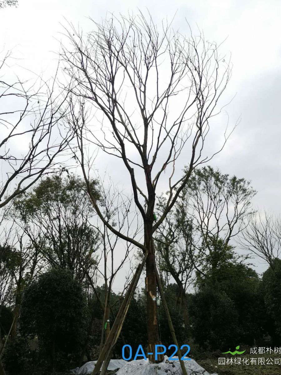 2020年32-33公分的精品朴树价格详情-价格趋势