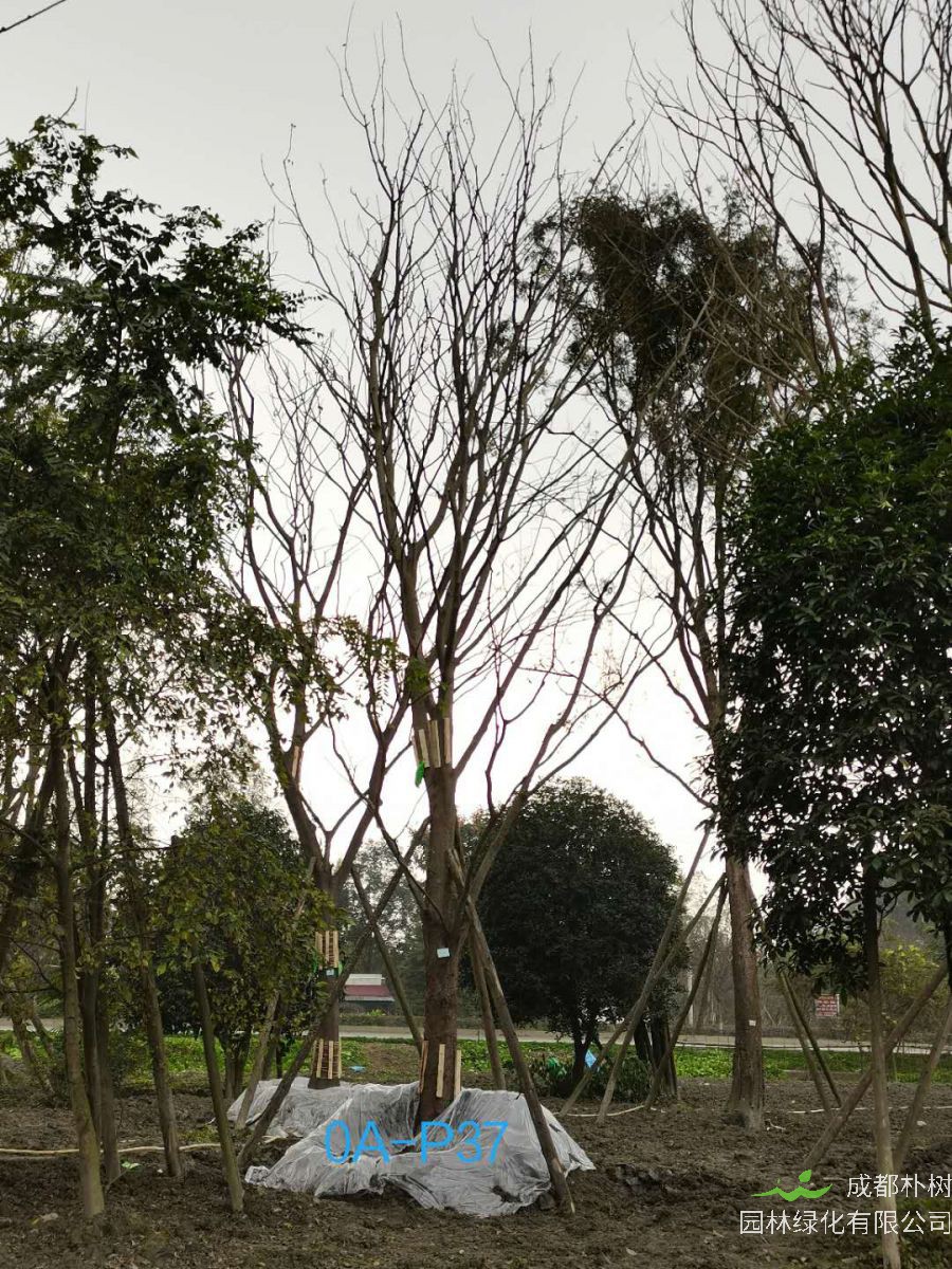 成都市-温江区31公分精品朴树价格如何？