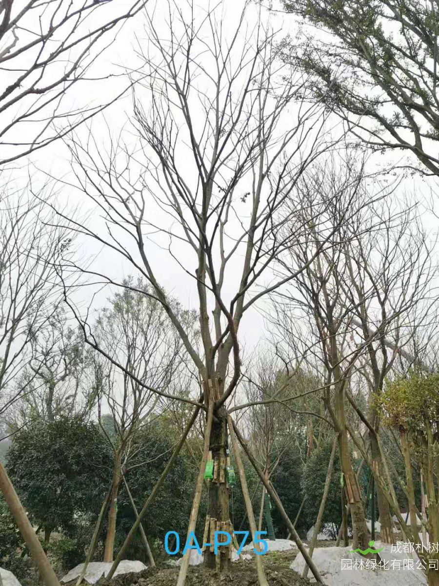 2020年32-33公分的精品朴树价格详情-价格趋势