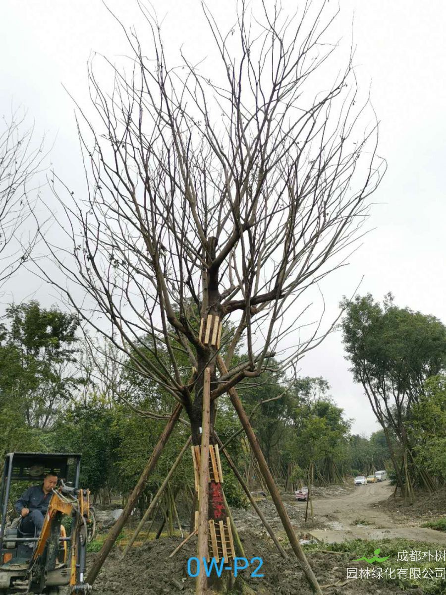 成都市-温江区31公分精品朴树价格如何？