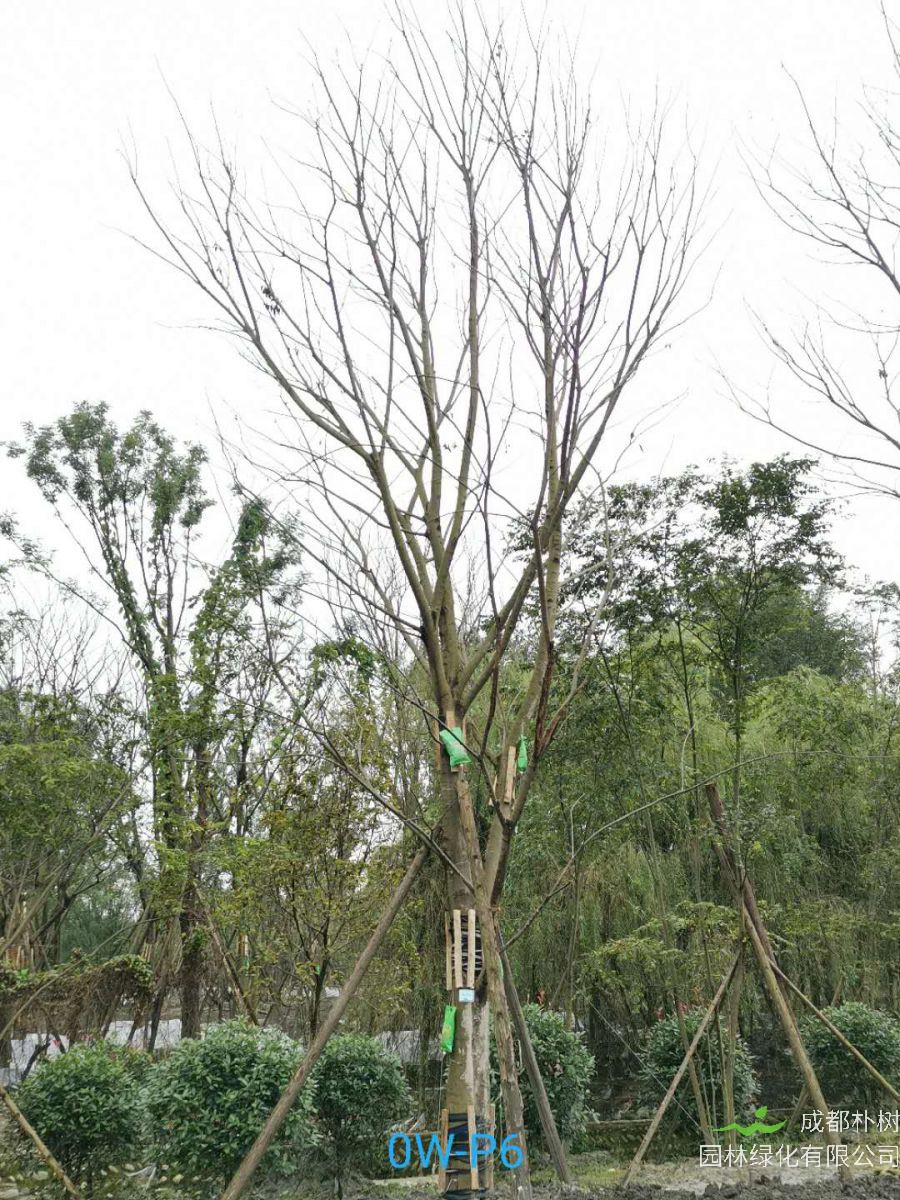 成都市-双流区28公分精品朴树价格趋势