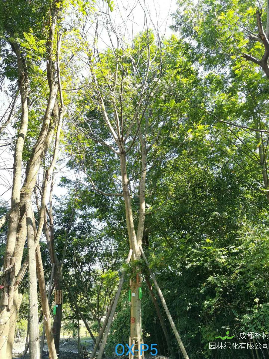 成都市-双流区28公分精品朴树价格趋势